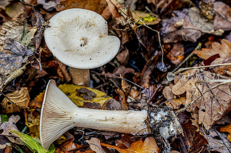 Infundibulicybe geotropa